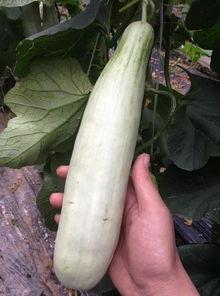 吃网红瓜的平台,各大平台瓜田里的新鲜事  第2张